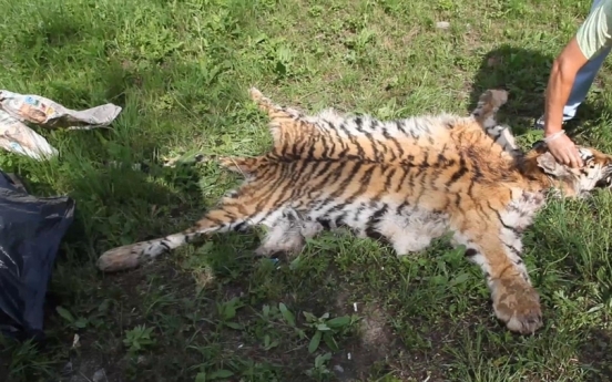 러시아서 멸종위기 백두산 호랑이 불법 사냥한 40대 체포