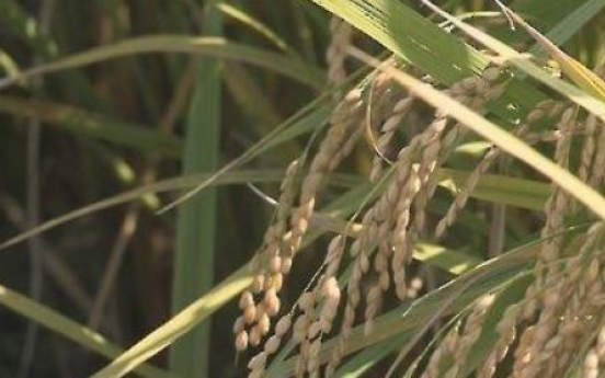 Rice output at half-century low in 2020 on bad weather