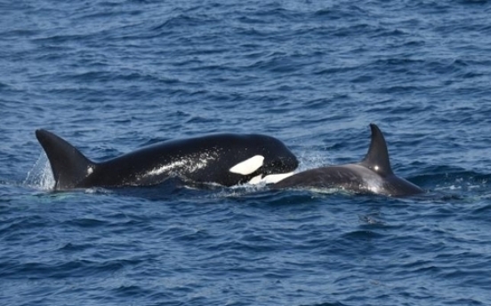 S. Korea to designate killer whale as protected species