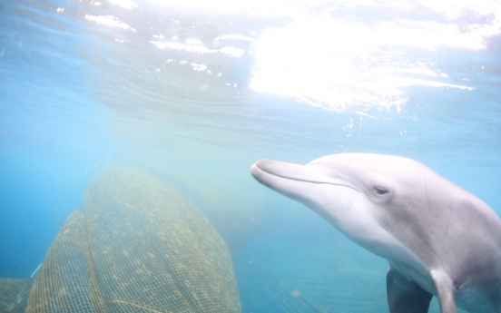 Captive dolphin released into sea after 17 years