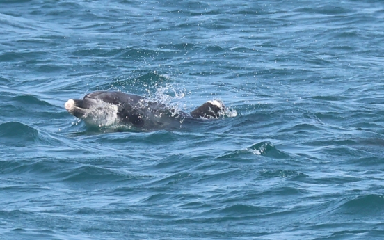 [Photo News] Dolphin with severed beak raises alarm over dolphin tourism