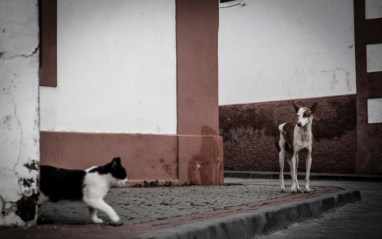 Man given 3-yr imprisonment for starving over 1,000 cats, dogs to death