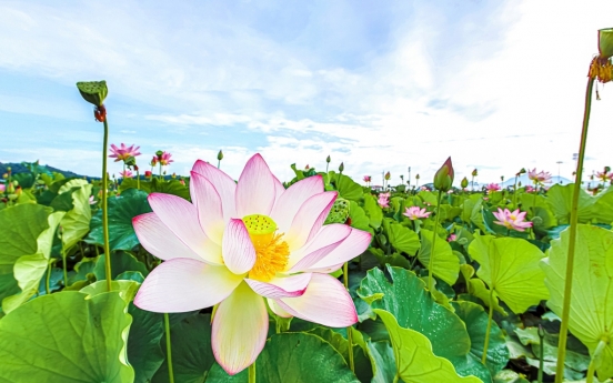 Lotus dating back to Goryeo to be shown at Sejong National Arboretum