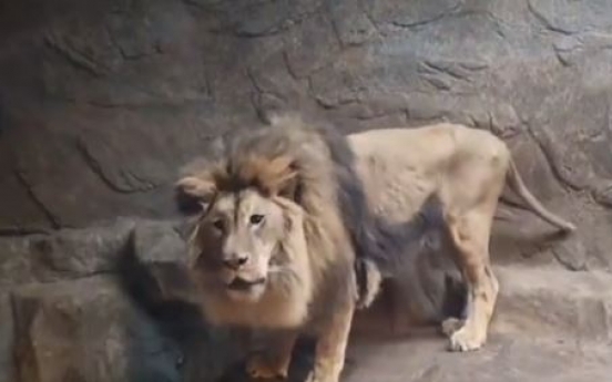 Visibly malnourished lion to leave private zoo for new home