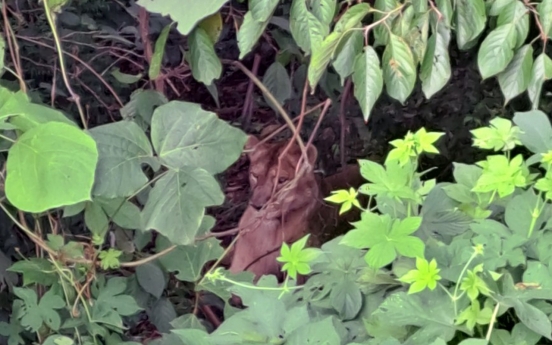 Lioness shot to death after escaping from tourist animal farm in Goryeong