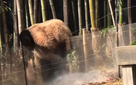 Everland grounds panda Fubao for trying to escape