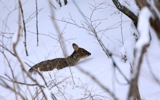 Snow depth exceeds gauge limit at a Gangwon site