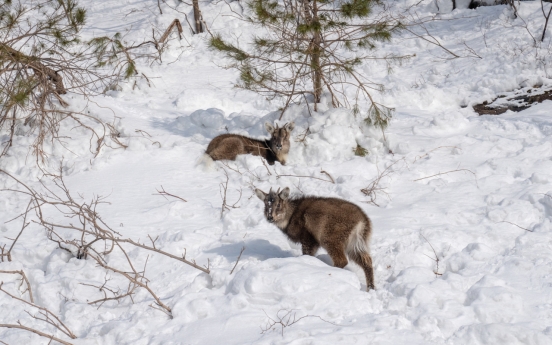 Death reports of mountain goats soar 18-fold with heavy snowfall