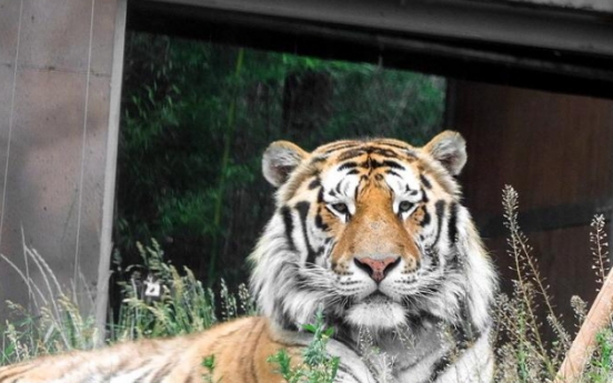 Another endangered Siberian tiger dies at Seoul Zoo