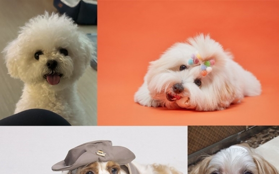 Behind the making and marketing of ‘trendy’ dog breeds