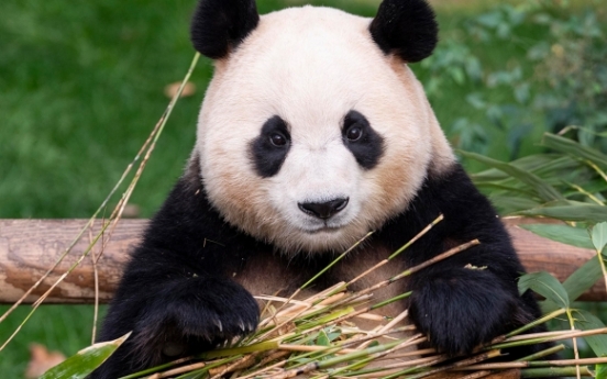 Petition reemerges for return of Fu Bao the panda