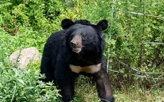 Jirisan bear sighting raises concerns: experts reassure public on low attack risk