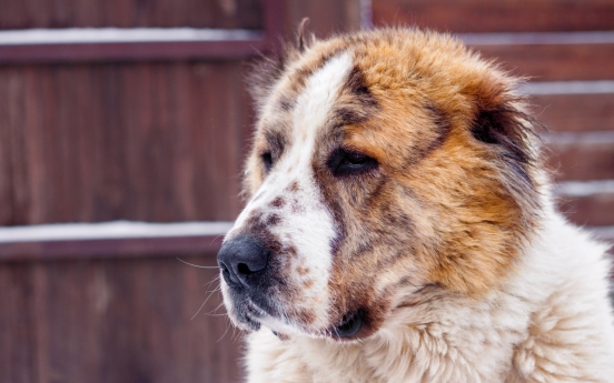 Yoon to adopt Alabay dogs in Seoul next week