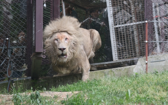 Zoo-born lion’s first moment outdoors captured in photos
