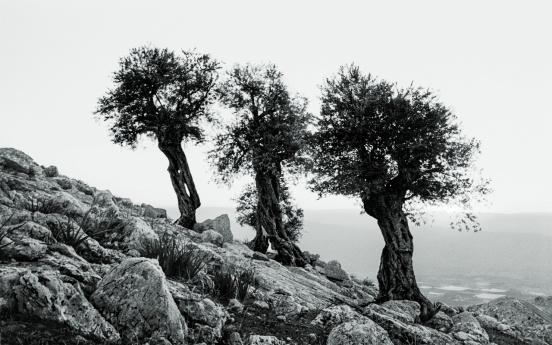 Olive trees, poems at Park No-hae photo exhibition