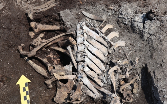 Cattle bones found near Jongmyo