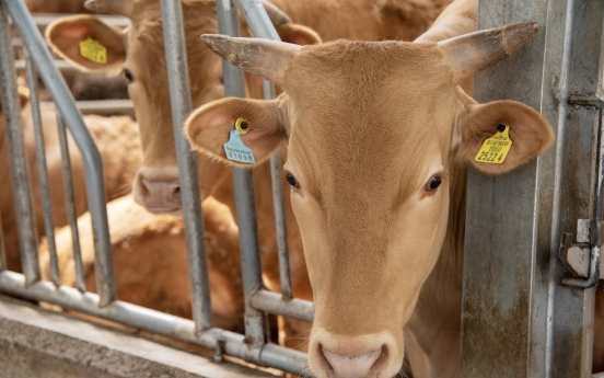 [Herald Interview] Investing in cows: how it works, where it's headed