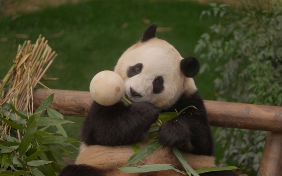 ‘My Dearest Fu Bao’ offers close look at beloved panda's last 3 months in Korea