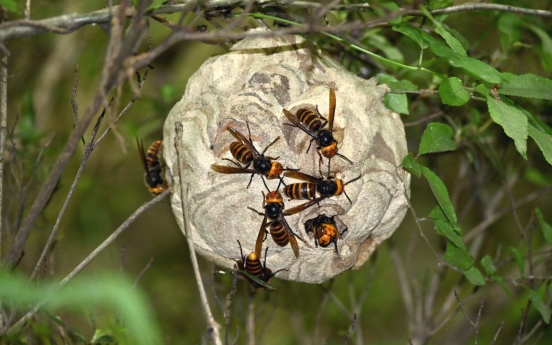 S. Korea sees surge in bee stings