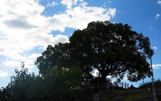 [Photo News] Lonely hackberry in Changwon