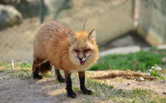 S. Korea's rare red fox population grows to 120