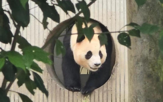 Fu Bao experiencing ‘pseudopregnancy’ amid health concerns