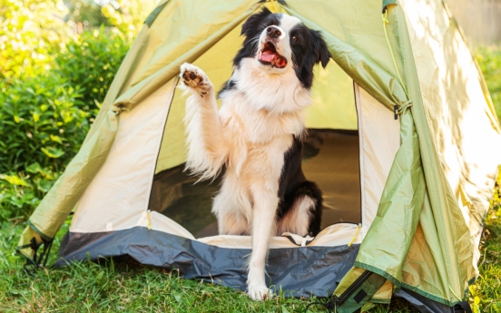 Seoul opens first dog-friendly campground