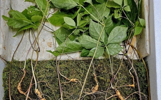 Forager strikes gold in Suncheon: Rare ginseng roots valued at $52,000