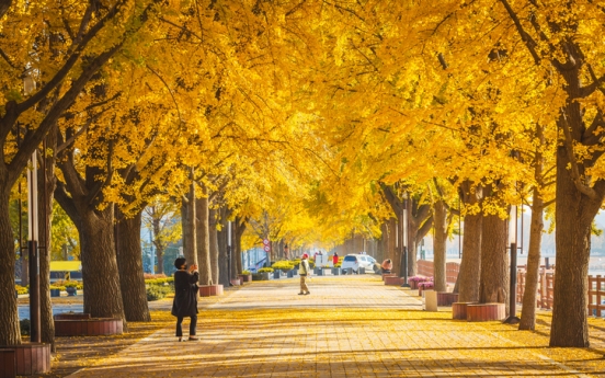 Seoul begins preemptive strike on ginkgo trees before nuts become stink bombs