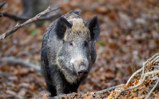 Wild boars killed as over 20 spotted around rural village