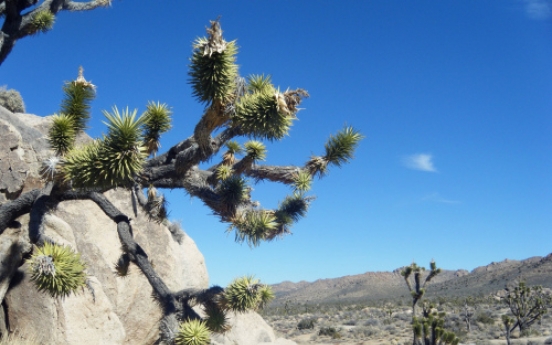 Explore beautiful stretch of desert on trip to L.A.