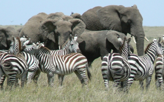 Serengeti: Tanzania’s food chain up close and personal