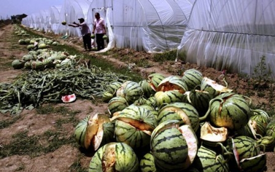 Fields of watermelon burst in China farm fiasco