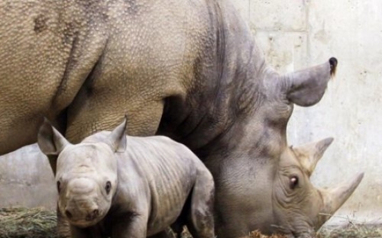 Rhino subspecies vanishing from the wild