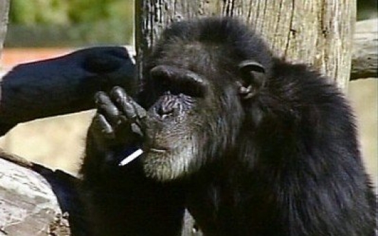 Booie, the smoking chimpanzee, dies at 44