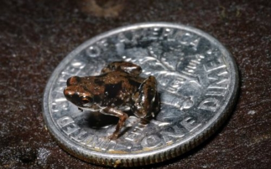 Tiny frog claimed as world's smallest vertebrate