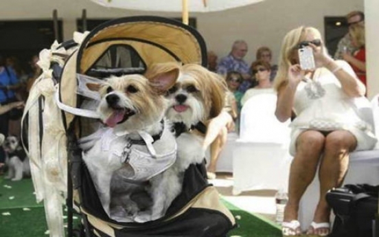 More than 100 turn out for dog wedding