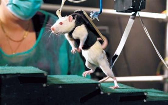 Experiment lets spine-injured rats walk