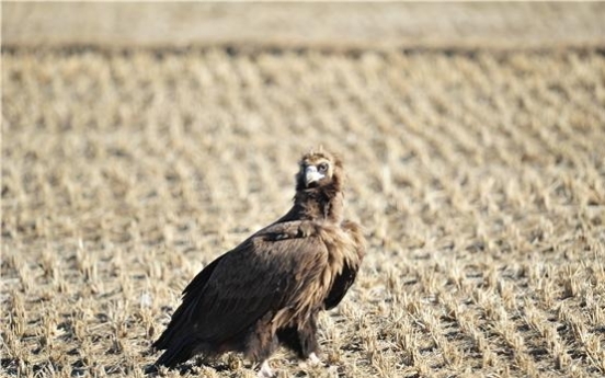 Scientists analyze genome of vulture for first time