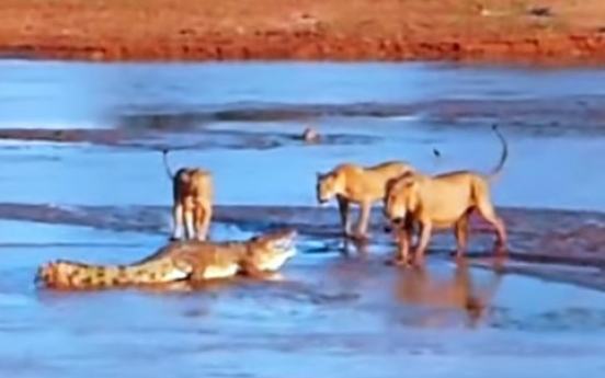 (동영상) 사자 3마리와 악어 공격… 승자는?