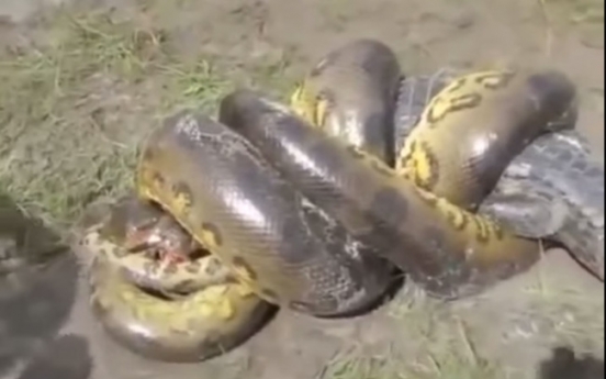 (영상) 거대 괴물 뱀 vs 악어 싸움...승자는?