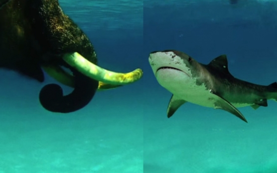 코끼리, 상어 수중 결투? ‘충격적 사진’