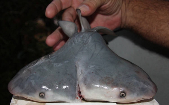 플로리다에서 머리 ‘두개’ 달린 상어 발견