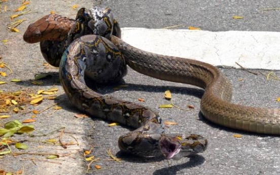 대학 內 거대 코브라 vs. 비단뱀