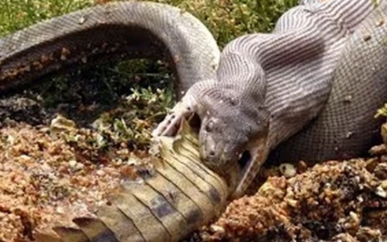 거대 악어를 통째로 삼킨 뱀 ‘영상’