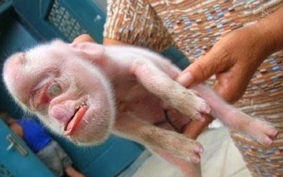 중국서 원숭이 닮은 돼지 ‘발견’
