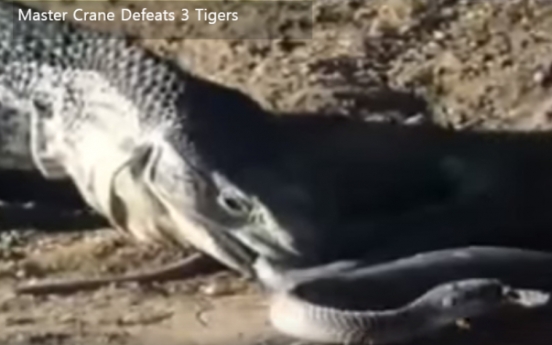 거대뱀 잡아먹는 이 동물의 정체는? ‘영상’