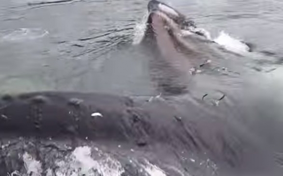 (영상) 혹등고래가 코앞에...‘감탄’
