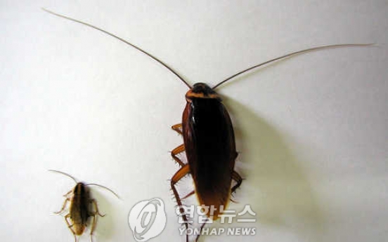 (연구) 바퀴벌레 왜 급증하나 봤더니…수컷없이 ‘번식’ 가능