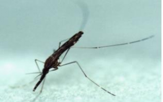 Number of malaria patients has dropped steadily in recent years: data